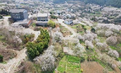 樱桃花连片绽放！十堰这个乡村如诗如画引客来