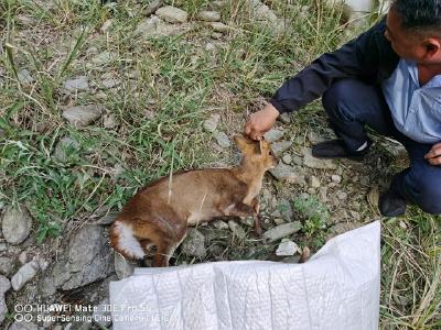 河滩上躺着一只动物，竟是濒危物种赤麂 警民合力救助