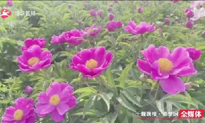 这里500亩芍药花开得正艳！等你来打卡~