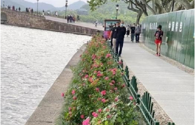 浙江杭州西湖边移栽七棵柳树引发争议 景区承诺补种