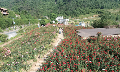 月季的最美赏花期来了！十堰这些地方不容错过→