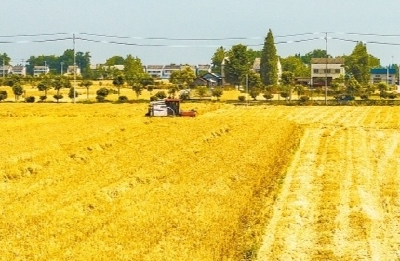 湖北小麦收获近九成、油菜基本收完，量足质优 今年夏粮夏油丰收已成定局