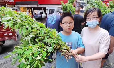几乎人手一把艾草！十堰端午街头艾草飘香 节日氛围浓厚 