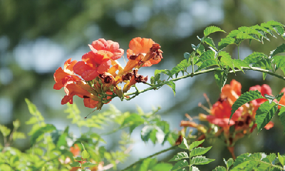 花开十堰 | 满墙尽是“小喇叭”！大岭路凌霄花灿烂如霞