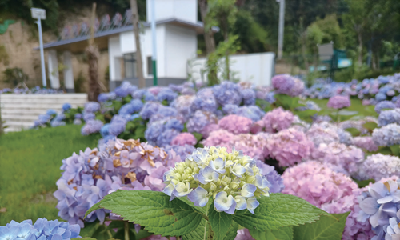十堰旅游 | 绣球花开无尽夏