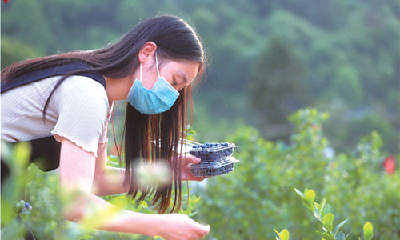 美味“蓝”不住，十堰这些地方可以采摘蓝莓