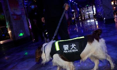 缉毒犬上阵！十堰多部门联合行动夜查娱乐场所