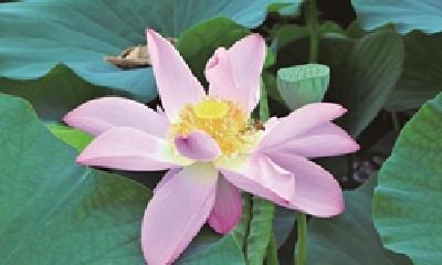 武汉500多种荷花开放迎客 野生古莲“穿越”千年气质依旧