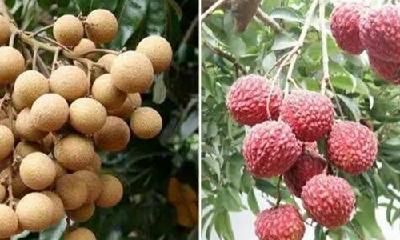 龙眼+荔枝=？这种叫“脆蜜”的水果长啥样？