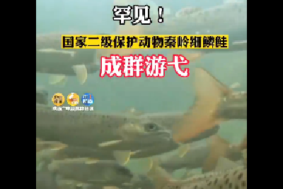水中活化石！罕见秦岭细鳞鲑成群游弋