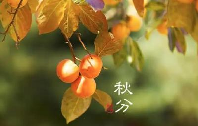 二十四节气| 今日秋分：燕将明日去，秋向此时分