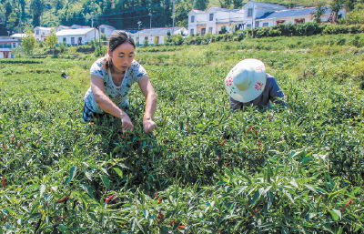 多元种植 助农增收