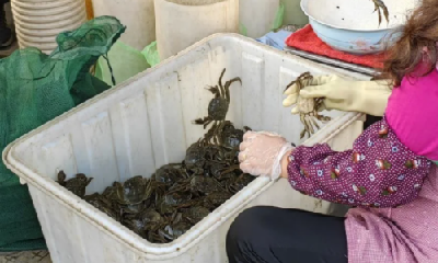 探访“中国河蟹养殖第一县”：“大闸蟹”铁定错过中秋