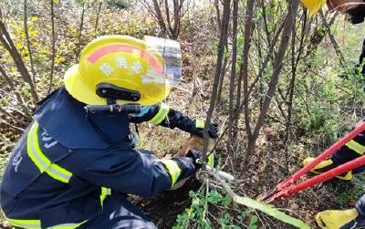 幸！小狗踩中捕兽夹被困 “蓝朋友”成功助它“脱困”