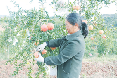 石榴红 农家乐