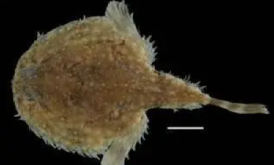 湖北发现多个鱼类新物种、2种昆虫新种、6种新记录植物