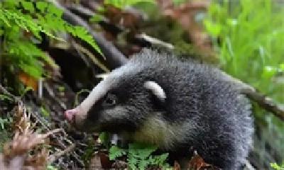 野生猪獾误闯居民区 民警救助后放生