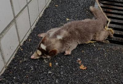 稀奇！村民捡到一只“小怪物”，鼻子像猪、脸像老鼠！