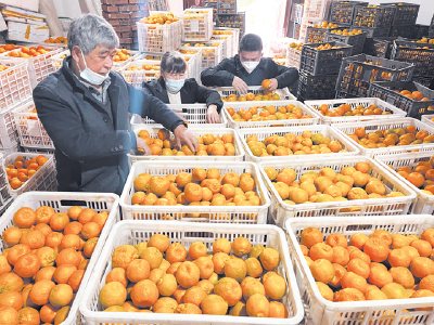 培育家庭农场 助力乡村振兴