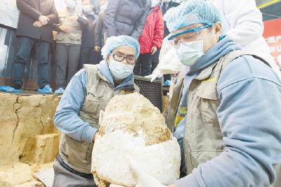 精细发掘，似给牙齿做保洁 揭开“郧县人”神秘面纱