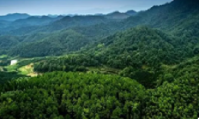 竹溪县：防治林木疫情 保护森林资源