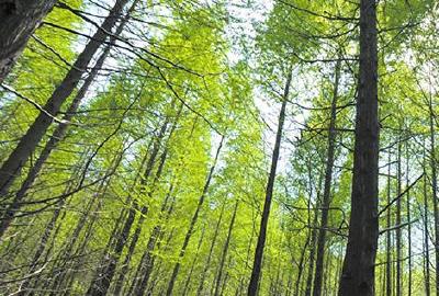 十堰有林地面积193.8万公顷 目前有林长5405人倾情护绿