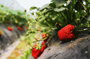 “莓”好时光不容错过，约起来，周末到张湾区摘草莓去~
