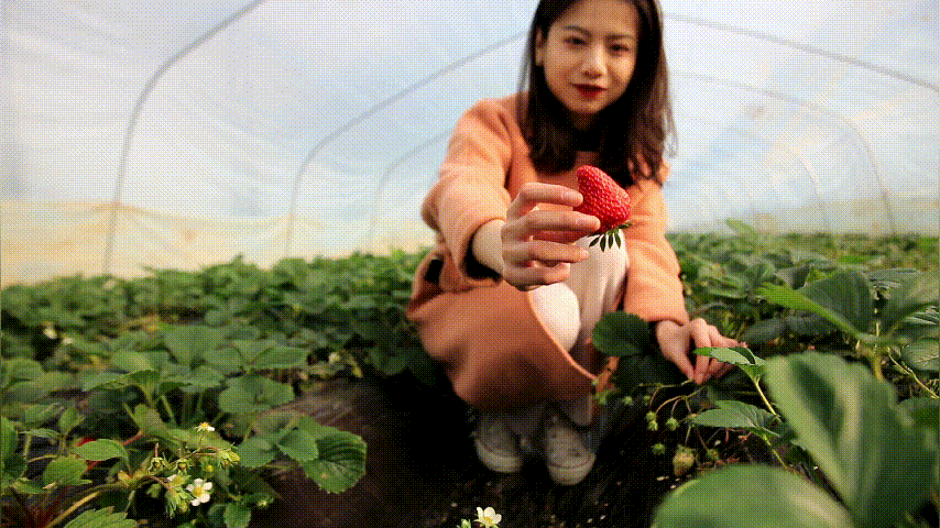 “莓”好时光不容错过！约起来，周末到张湾区摘草莓去