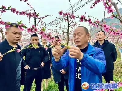 竹溪“共享果园”来了！快来认领一棵属于你的桃树吧 