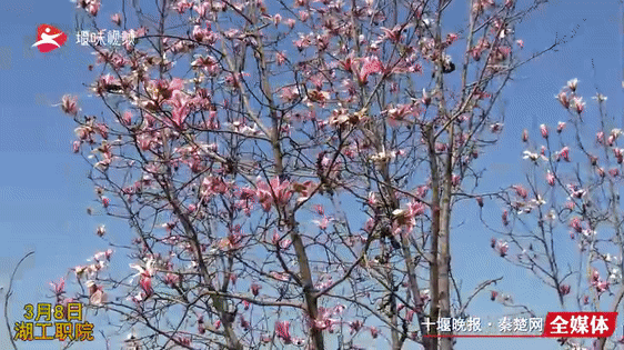 初春时节，十堰这所高校风景美如画