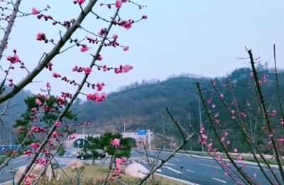 等您来打卡！张湾这条新开通的城市干道太美了