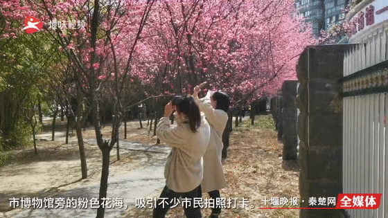 好浪漫！十堰这片粉色花海美爆了