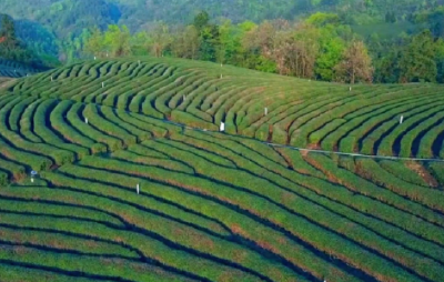 倒计时！竹溪县2023年茶文化旅游节24日举行