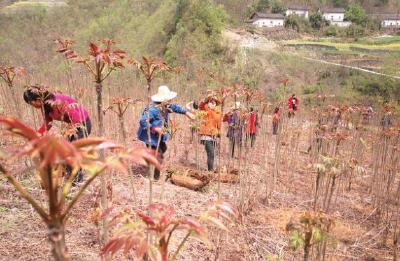 郧西发展香椿12万亩 实现“春菜”销四季，年产值逾亿元