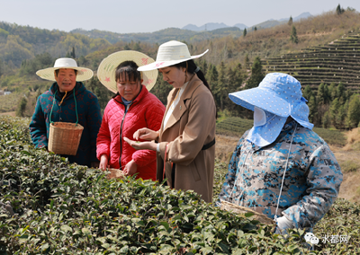 丹江口这里的“小绿叶” 铺就乡村富民路