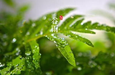 二十四节气 | 今日迎来谷雨节气 雨生百谷 种瓜点豆