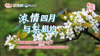 直播丨荆楚花开：浓情四月 与梨相约