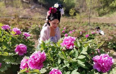 茅箭区首届牡丹节开幕！百位汉服美女欲与牡丹来争艳