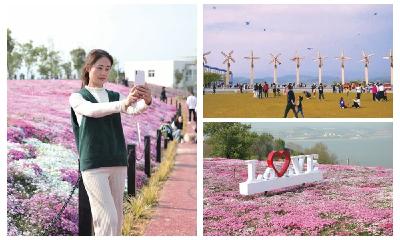 “樱花”长在地上？郧阳区同心广场芝樱花开成梦幻花毯