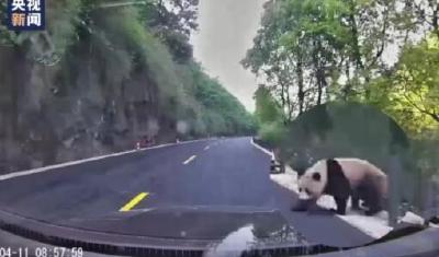 上班路上偶遇大熊猫是种什么体验？这种快乐你想象不到