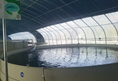 一亩塘的水养出五亩塘的鱼 丹江口鱼从江河“游”进桶中