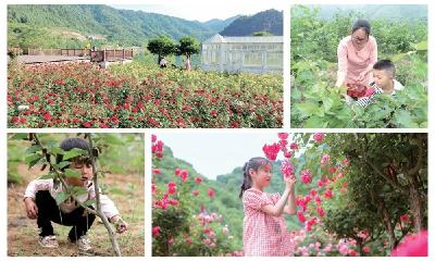 月季花正艳，桑葚满枝头！五月乡村游，赏花采摘两不误