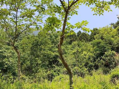 看似平平无奇两株歪脖树，竟是国家二级重点保护野生植物