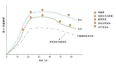 年纪轻轻，骨头先老？预防骨质疏松症从早做起