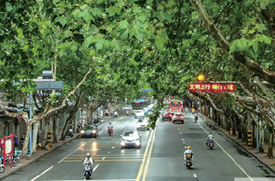 “边走边看”之车城西路：梧桐长廊 邂逅盛夏