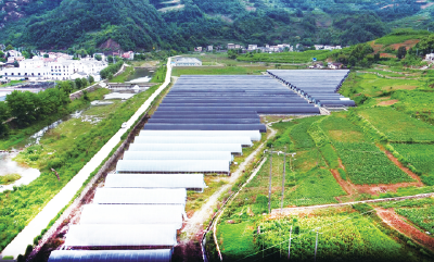 喜看百草竞芬芳——房县生物医药产业实现从“一棵苗”到“一条链”