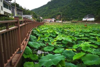 张湾区黄龙镇回龙村：昔日臭泥塘 如今荡碧波 