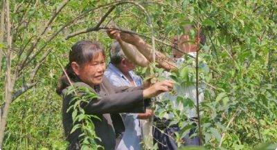 郧西：连翘“青果果”成了致富“金豆豆”