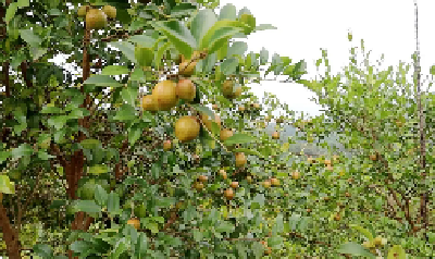 竹山县：新建油茶基地5000余亩