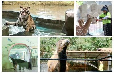 泡泳池、吹空调、吃西瓜  十堰市动物园避暑有“凉方”